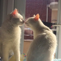 Ankara Kedisi, Kedi  lilith fotoğrafı