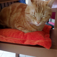 Tekir Kedi, Kedi  Behlül fotoğrafı