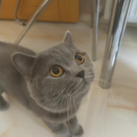 British Shorthair, Kedi  Efe fotoğrafı