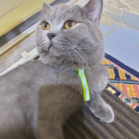 British Shorthair, Kedi  Efe fotoğrafı