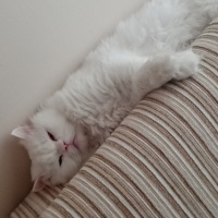 Scottish Fold, Kedi  Ceviz fotoğrafı