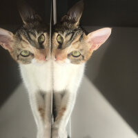 Tekir Kedi, Kedi  Luna fotoğrafı