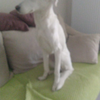 Sokö (Sokak Köpeği), Köpek  Sakız fotoğrafı