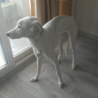Sokö (Sokak Köpeği), Köpek  Sakız fotoğrafı