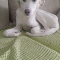 Sokö (Sokak Köpeği), Köpek  Sakız fotoğrafı
