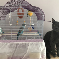 Tekir Kedi, Kedi  Leo fotoğrafı