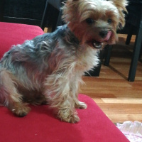 Yorkshire Terrier, Köpek  Ares fotoğrafı