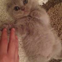 Scottish Fold, Kedi  niko fotoğrafı