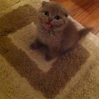 Scottish Fold, Kedi  niko fotoğrafı