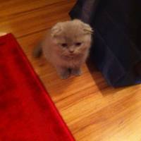 Scottish Fold, Kedi  niko fotoğrafı