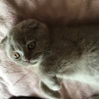 Scottish Fold, Kedi  niko fotoğrafı