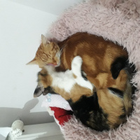Tekir Kedi, Kedi  minnoş fotoğrafı