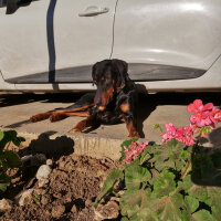 Doberman Pinscher, Köpek  Rex fotoğrafı