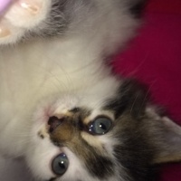 Tekir Kedi, Kedi  Köpük fotoğrafı