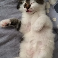 Tekir Kedi, Kedi  Köpük fotoğrafı