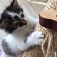 Tekir Kedi, Kedi  Köpük fotoğrafı