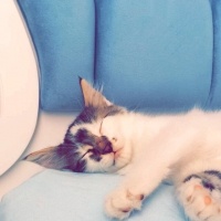 Tekir Kedi, Kedi  Köpük fotoğrafı