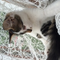 Tekir Kedi, Kedi  Köpük fotoğrafı