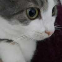 Tekir Kedi, Kedi  Pamuk fotoğrafı
