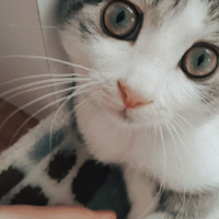 Tekir Kedi, Kedi  Pamuk fotoğrafı