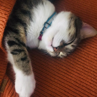 Tekir Kedi, Kedi  Zeytin fotoğrafı