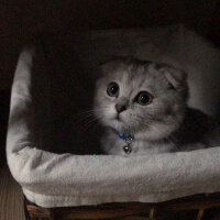 Scottish Fold, Kedi  Leo fotoğrafı