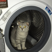 Scottish Fold, Kedi  Leo fotoğrafı