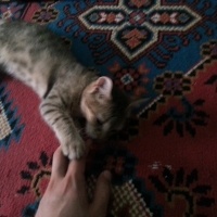 Egyptian Maular, Kedi  Minnoş  fotoğrafı