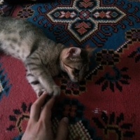 Egyptian Maular, Kedi  Minnoş  fotoğrafı