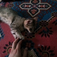 Egyptian Maular, Kedi  Minnoş  fotoğrafı