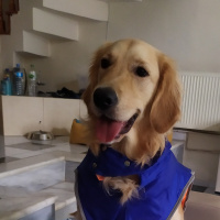 Golden Retriever, Köpek  Çakıl fotoğrafı