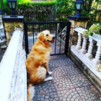 Golden Retriever, Köpek  Çakıl fotoğrafı