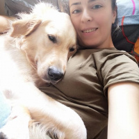 Golden Retriever, Köpek  Çakıl fotoğrafı