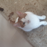 Sarman, Kedi  İrmik fotoğrafı