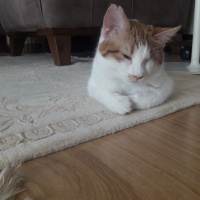 Sarman, Kedi  İrmik fotoğrafı