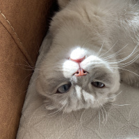 Scottish Fold, Kedi  Carlos fotoğrafı
