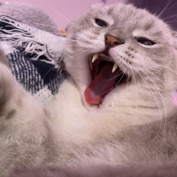 Scottish Fold, Kedi  Carlos fotoğrafı