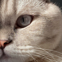 Scottish Fold, Kedi  Carlos fotoğrafı