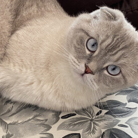 Scottish Fold, Kedi  Carlos fotoğrafı