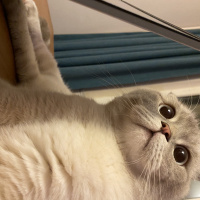 Scottish Fold, Kedi  Carlos fotoğrafı