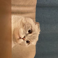 Scottish Fold, Kedi  Carlos fotoğrafı