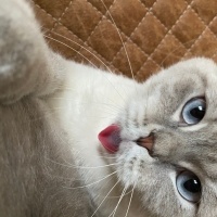 Scottish Fold, Kedi  Carlos fotoğrafı