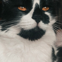Tuxedo (Smokin) Kedi, Kedi  Arya fotoğrafı