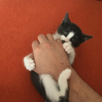 Tekir Kedi, Kedi  Kiri fotoğrafı