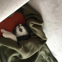 Tekir Kedi, Kedi  Kiri fotoğrafı