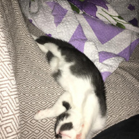 Tekir Kedi, Kedi  Kiri fotoğrafı