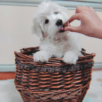 Maltese, Köpek  Nila fotoğrafı