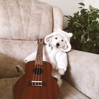 Maltese, Köpek  Nila fotoğrafı
