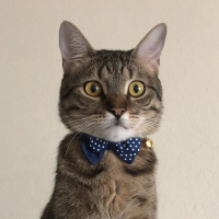 Tekir Kedi, Kedi  Loki fotoğrafı