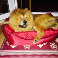 Chow Chow (çin Aslanı), Köpek  Roys fotoğrafı